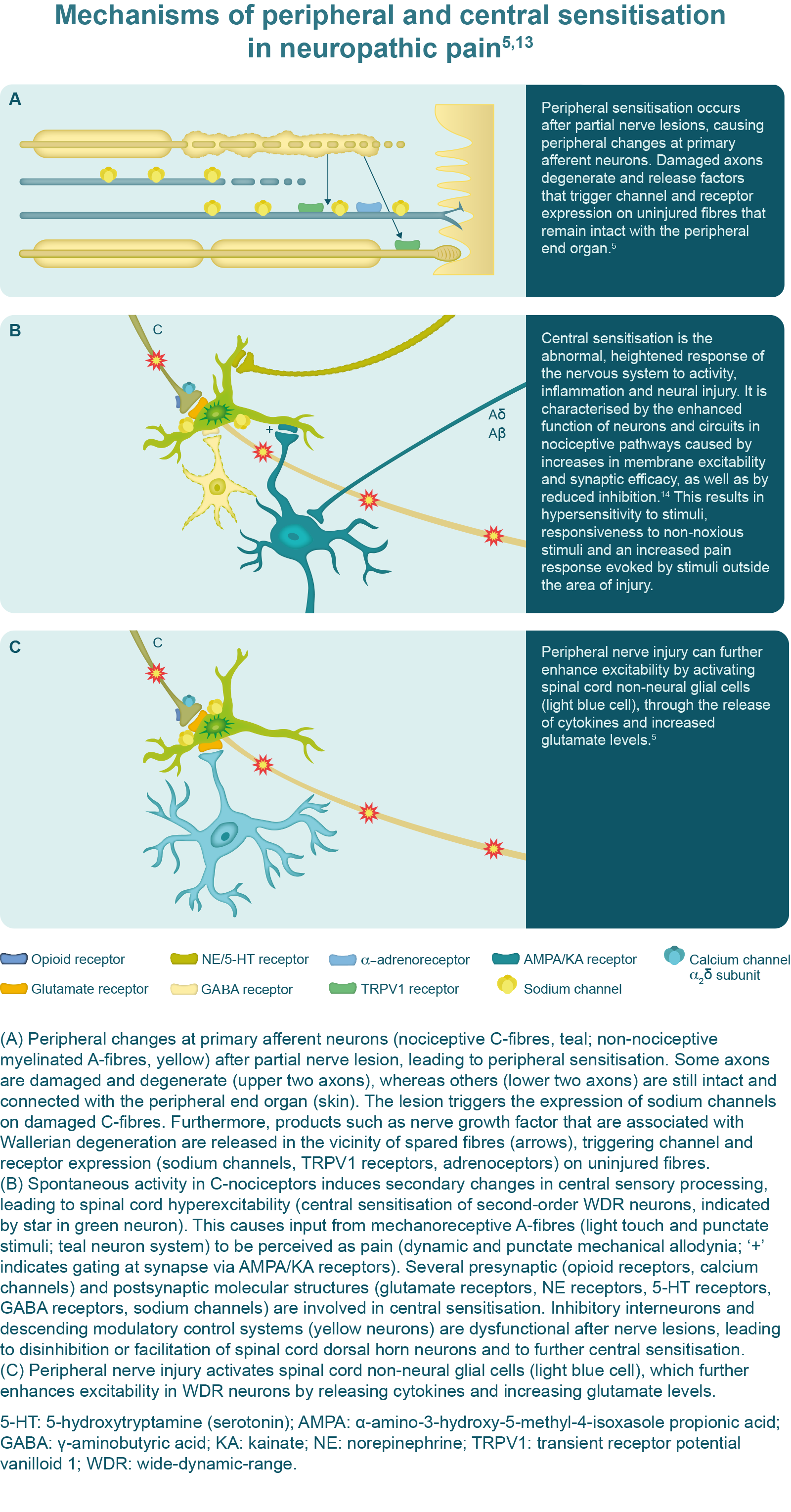 Mechanisms of peripheral and central sensitisation in neuropathic pain