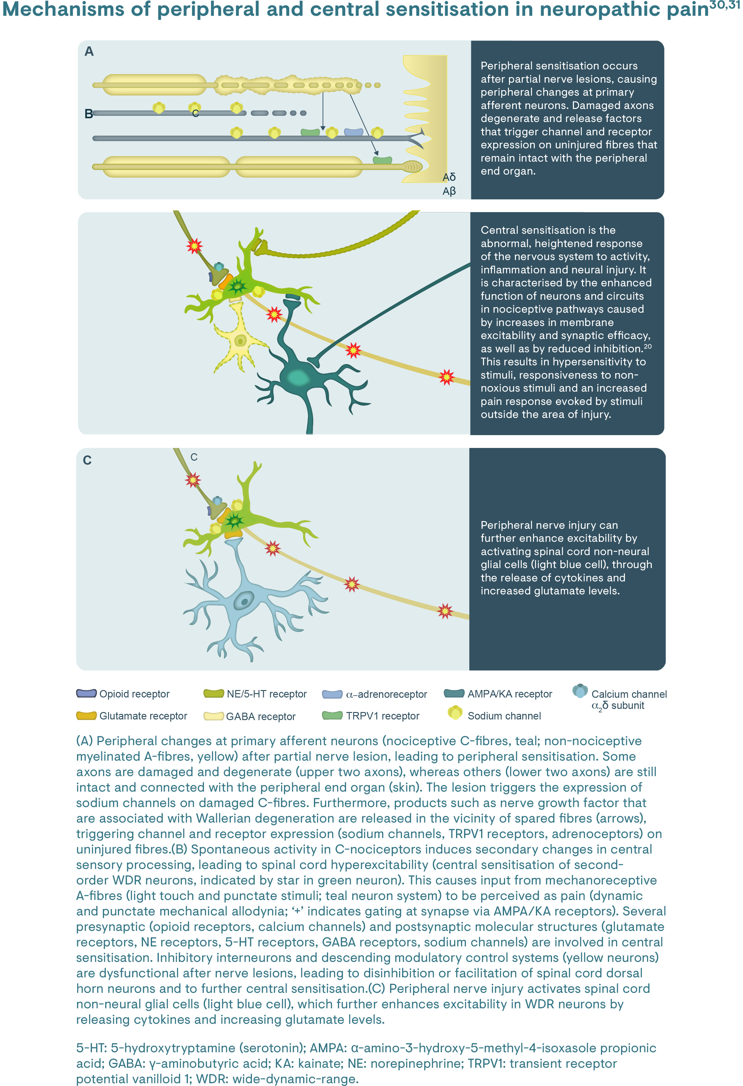 Mechanisms of peripheral and central sensitisation in neuropathic pain.