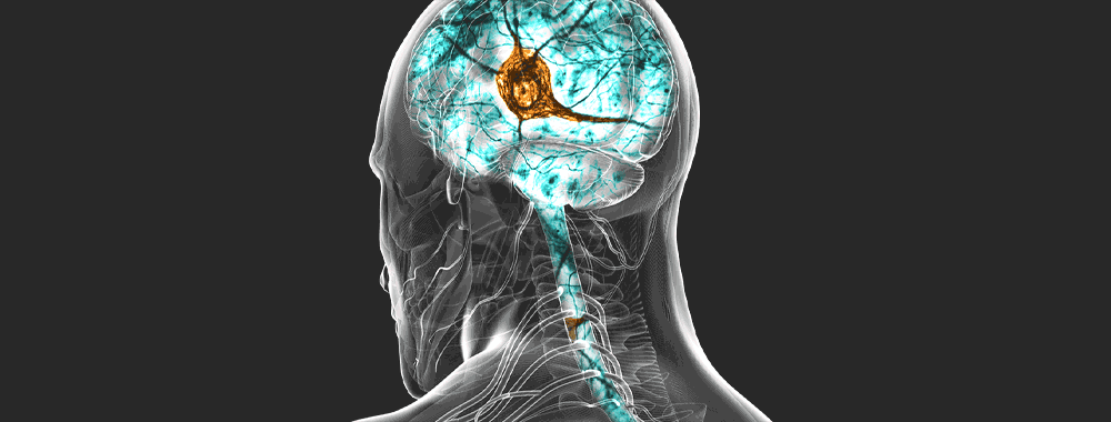 Grünenthal Scientific Composing Webstory Pain Pathway