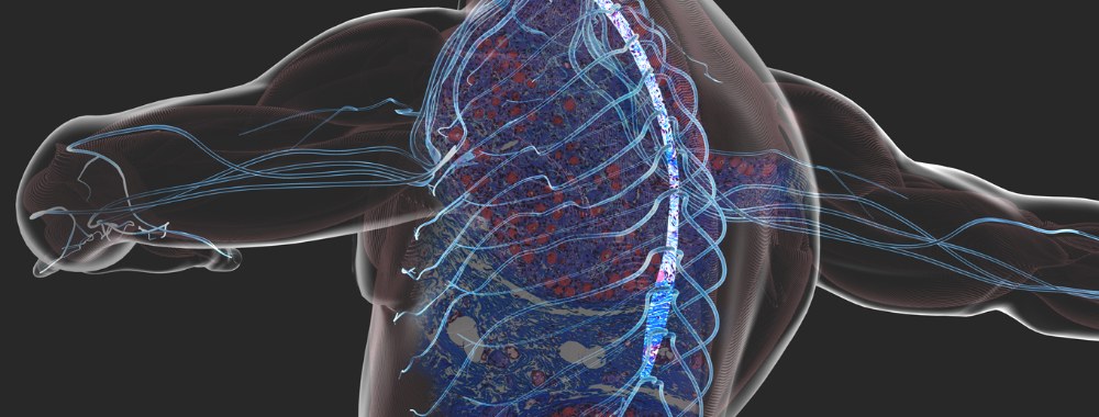 Light microscopy of a nerve ganglion