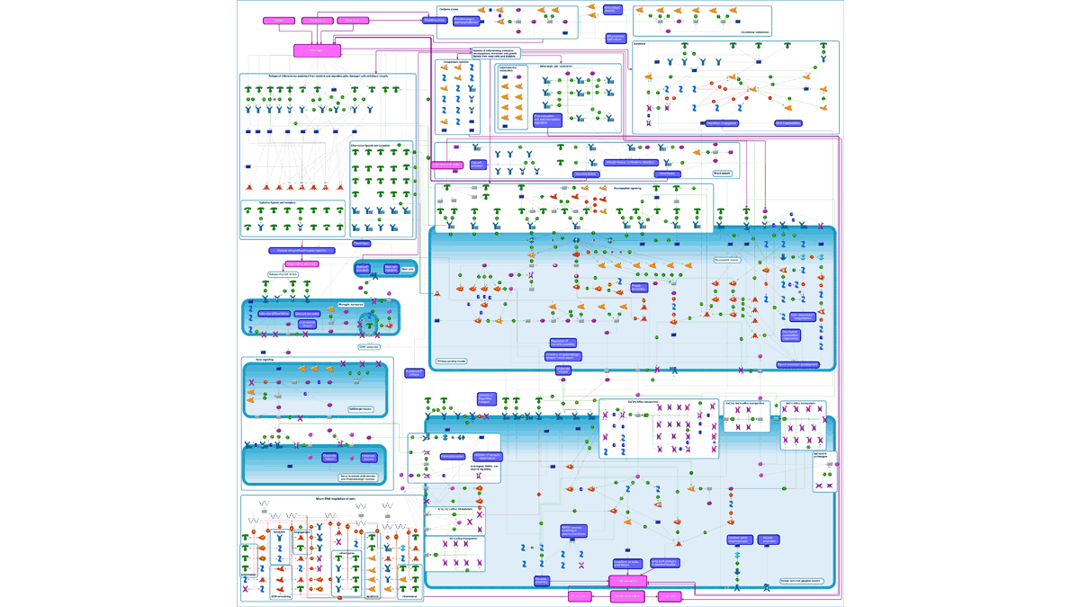 Pain Pathway Map - Pain Solve