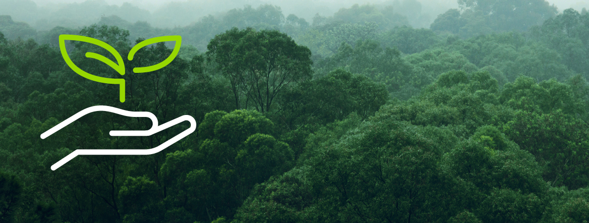 Grünenthal global reforestation project