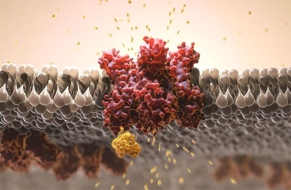 PR about First-In-Human Trial with NaV 1.8 inhibitor