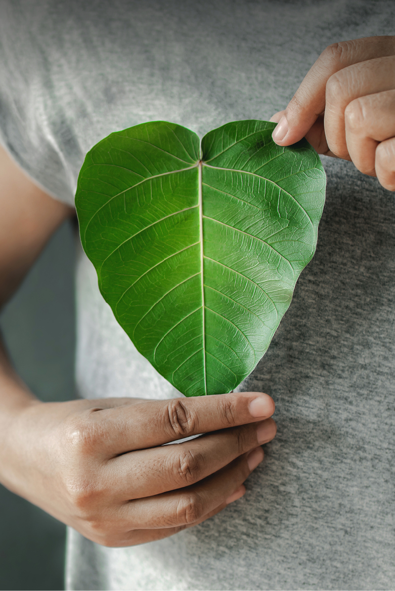 Close up of hand holding a heart shape green leaf on chest