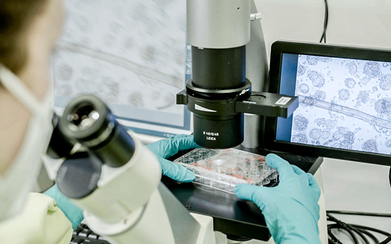 Researcher at Grünenthal looking through microscope